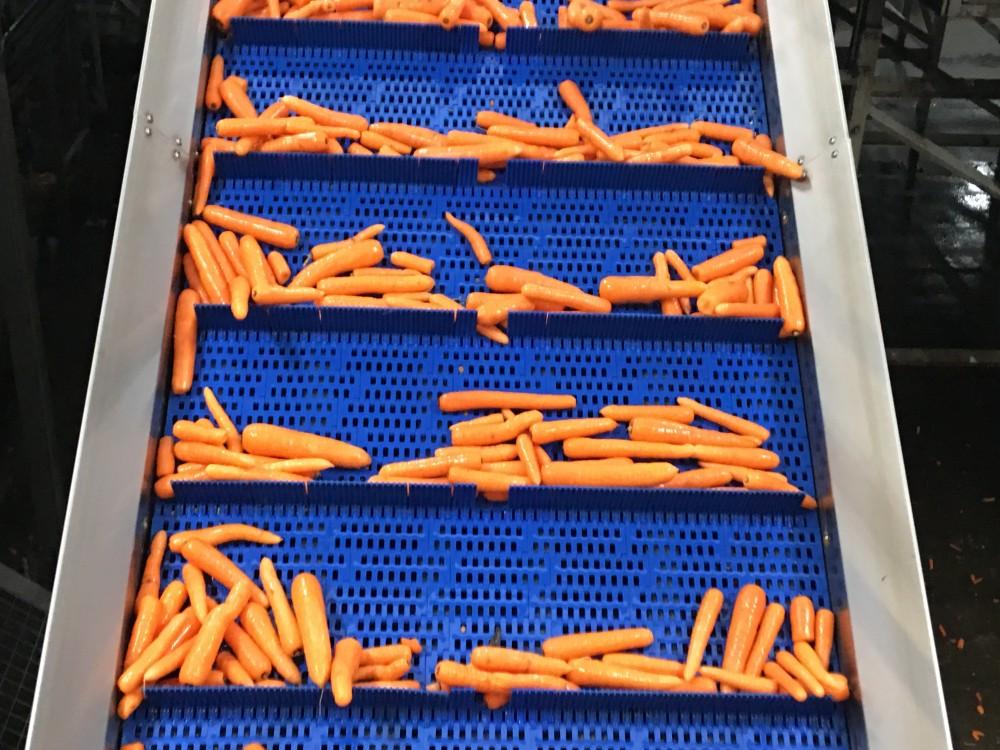Flighted Modular Belt Carrots